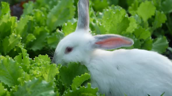 Funny Baby White Rabbit in Grass