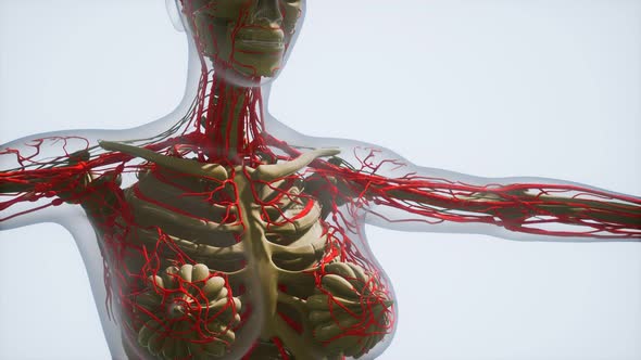 Science Anatomy of Human Blood Vessels