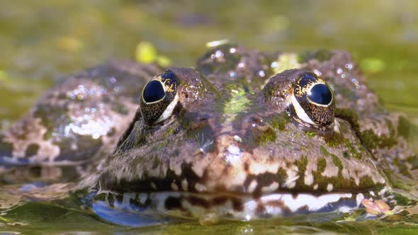 Green Frog in the River. Close-Up. Macro Portrait Face of Toad in Water with Water Plants