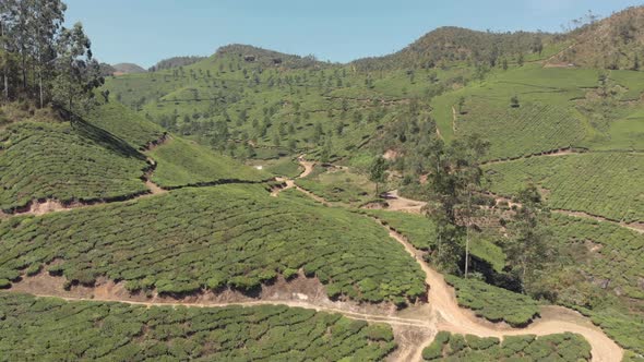 Vast lush green Tea Plantation covering the arid mountains of Munnar, India