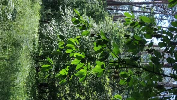 Vertical Video Aerial View Inside a Green Forest with Trees in Summer