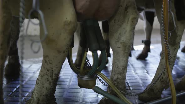 Static view of hoses hooked up to cow during milking process