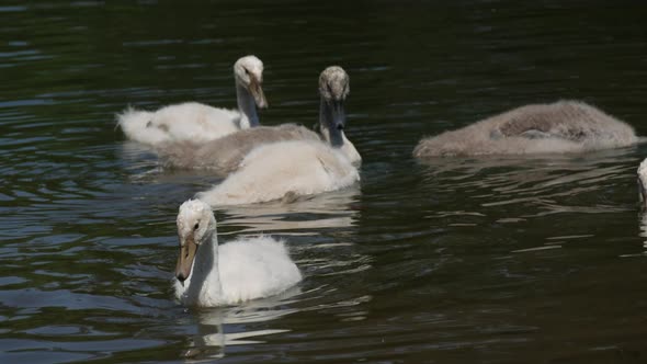 Swan Family on the Lake