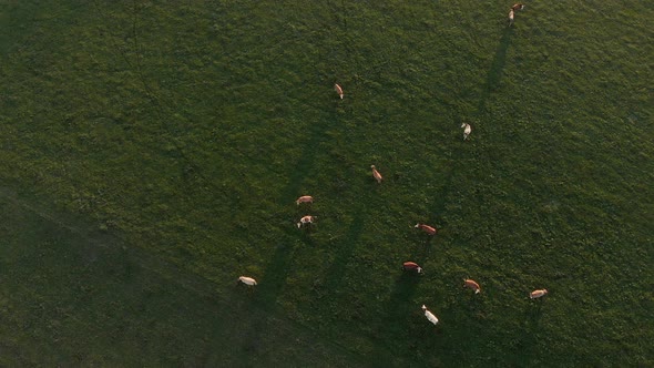 Aerial vertical clip of a herd of cows eating in the middle of a green field, in the Bavarian Alps r