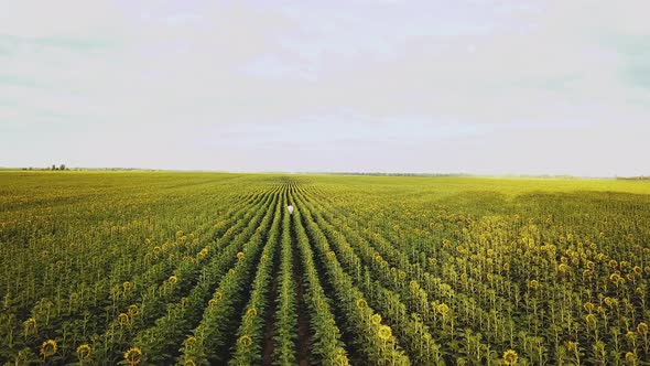 Aerial Flight Over the Field of Sunflowers and Guy Walks in a Field of Sunflowers Summer Cloudy