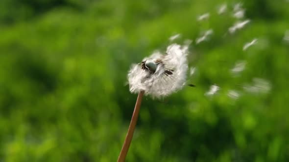 Dandelion Being Blown in Slow Motion on Spring Sunny Day