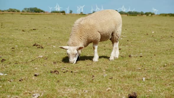Lamb Grazing in Organic Farm