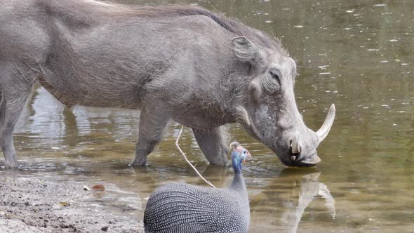 Warthog Drinking On The Waterhole With Guineafowl In Botswana, South Africa.  - wide shot