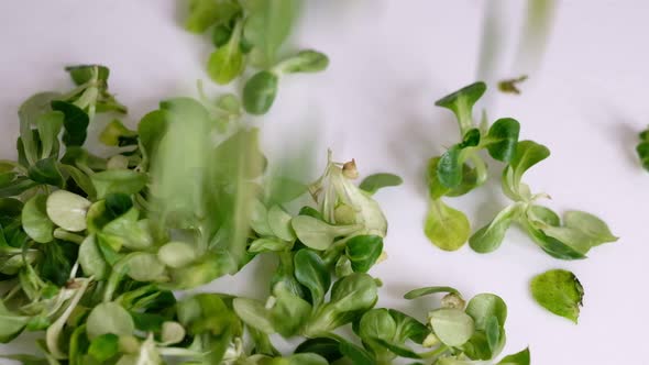 Food Background Cornsalad Lamb Lettuce Leaves