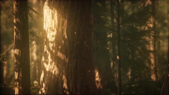 Wild Pine Forest at Sunrise alt