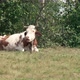 Cow Lies On The Grass - VideoHive Item for Sale