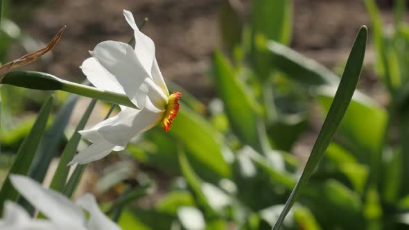 Shallow DOF white and yellow  spring daffodil plant   4K 2160p 30fps UltraHD footage - Close-up of N