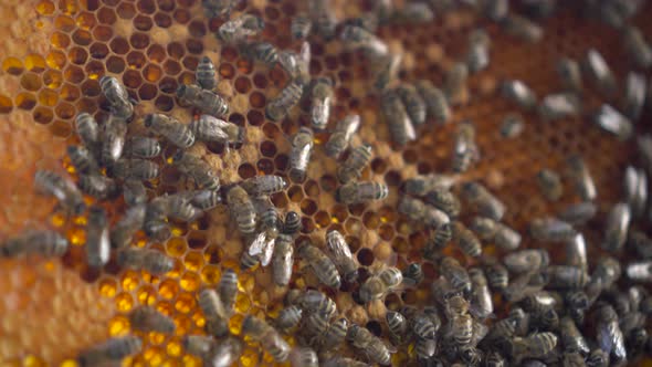 Bees Crawl on the Hereditary Combs in Close-up. Genus House of Bees. The Bees Are Working on the