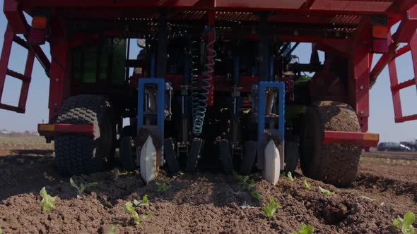 Tractor with an automatic planting machine planting lettuce in an agricultural field