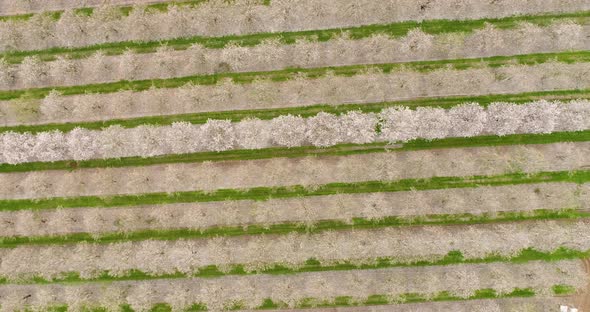 Aerial View of field of cherry trees, Ein Harod, Northern District, Israel.