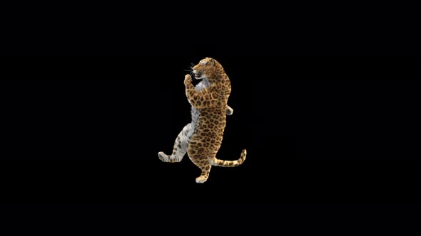 Leopard Dancing 4K