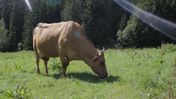 Cow Eating Grass in the Pasture