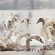 Swans And Tern Birds Eating On The River - VideoHive Item for Sale