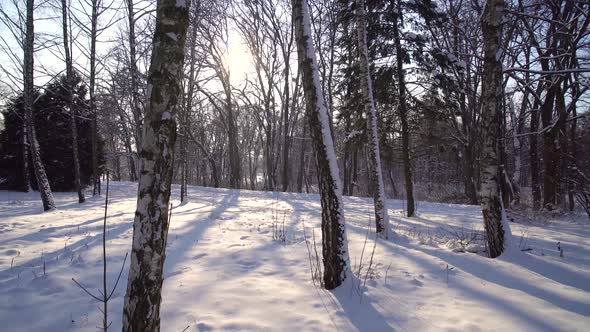 Walking in the Winter Forest