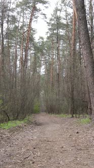 Vertical Video of a Road in the Forest Slow Motion