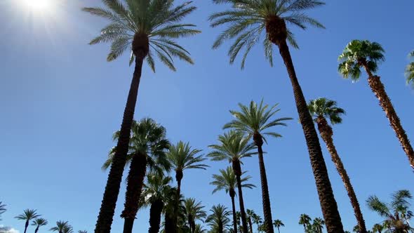 Camera looks up as it moves past rows a palm trees