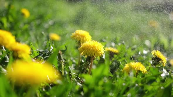 Close Up of Beautiful Yellow Dandelion Flowers Growing on Meadow of Sunny Day