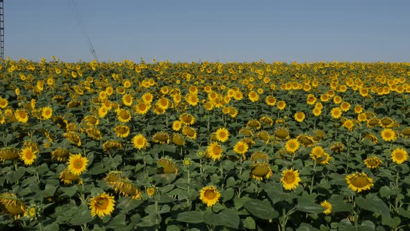 Endless sunflower Helianthus annuus field by morning 4K footage