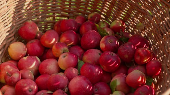 Man's hands with a smartwatch putting ripe red homegrown apples into a wicker basket