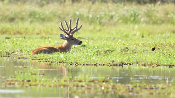 Calm marsh deer, blastocerus dichotomus sunbathing and resting in ibera wetlands with a little bird