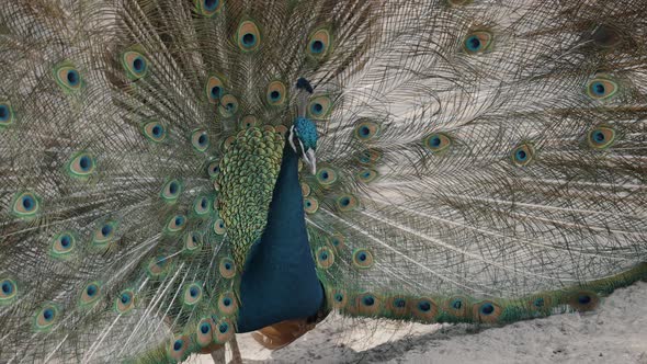 Close up shot of pretty Pavo Cristatus Peacock during sunny day