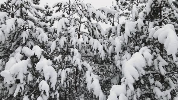 Fantastic Snowy Forest in Cool Winter Weather Aerial View