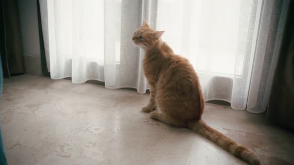 A Cute Ginger Cat Meowing While Sitting By the Curtain