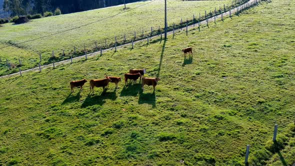 organic cattle at dawn in a grass meadow with a dirt road protected with a fence. Overhead drone sho