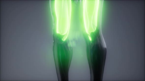 Thigh Muscles - Visible Muscle Anatomy Map alt