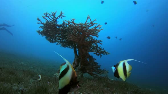 Underwater Butterfly Fish and Diver