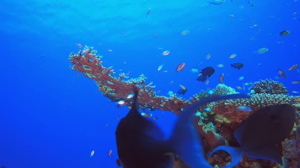 Tropical Coral Underwater Garden Life