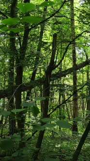 Vertical Video of Green Forest By Day