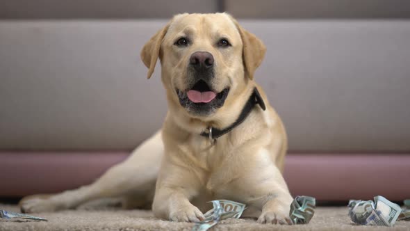 Funny Pedigreed Dog Lying Near Torn Dollar Banknotes, House Pet Misbehaving