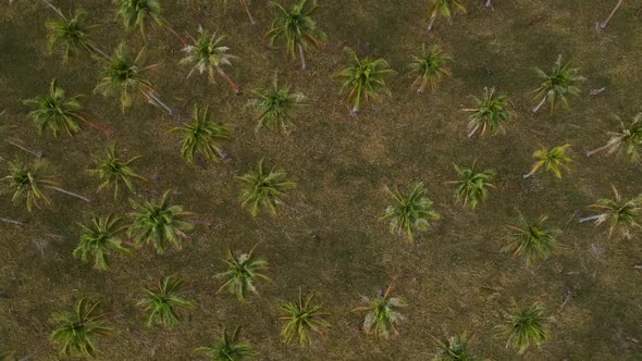 Aerial view looking down of a large palm plantation growing near the coastline of a remote tropical