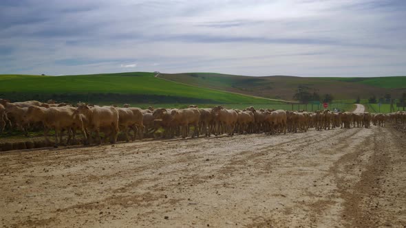 Flock of sheep being herded on gravel road in countryside, South Africa, shot from front