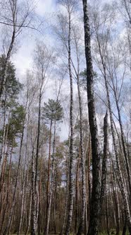 Vertical Video of the Birch Forest with Birches in the Afternoon