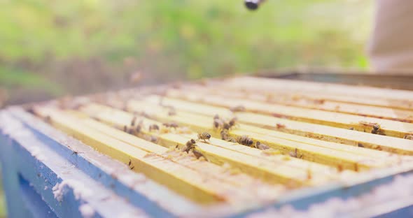 The Top of the Hive Without the Lid with the Beehive Frames with Wax and Honey and Bees Roaming on