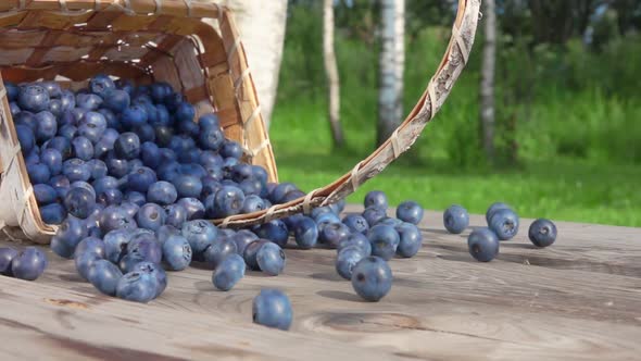 Blueberries Get Enough Sleep From a Basket