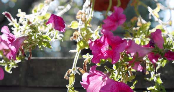 Pink Salmon Petunia Flower with Sunrise and Swaying in the Breeze. Close Up Slow Motion