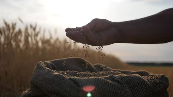 Hands of Adult Farmer Touching and Sifting Wheat Grains in a Sack, Wheat Grain in a Hand After Good