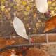 The Grain Poured Into the Trough for Chickens - VideoHive Item for Sale