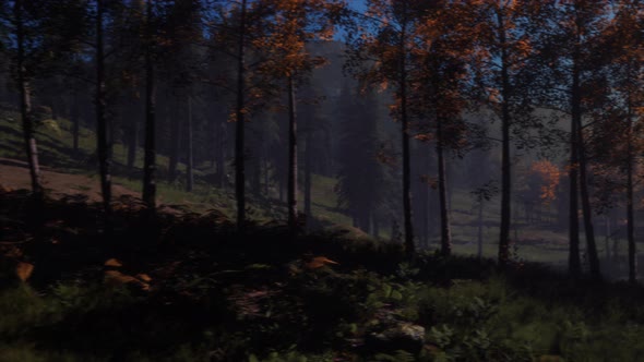 Moon Light Over the Spruce Trees of Magic Mystery Night Forest alt