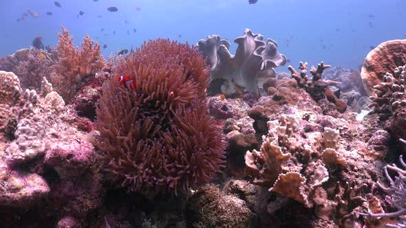 Coral Reef with Clownfish in sea anemone and Reef fishes, wide angle static shot