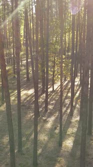 Vertical Video Trees in the Autumn Forest in the Afternoon