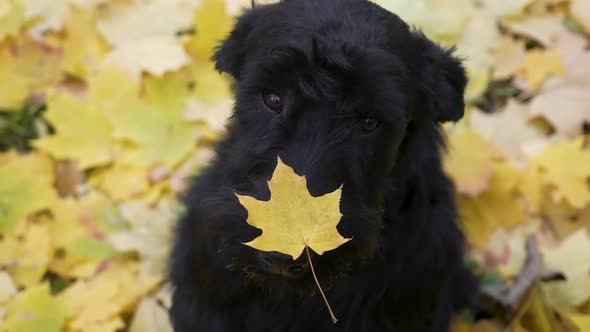 Top View of a Black Giant Schnauzer Sitting on Golden Yellow Fallen Leaves